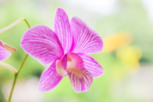 Blurred of orchid flowers natural background — Stock Photo, Image