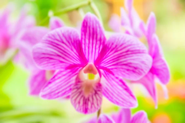 Blurred of orchid flowers natural background — Stock Photo, Image