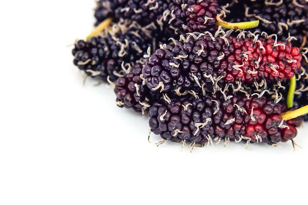 Mulberry on white background — Stock Photo, Image