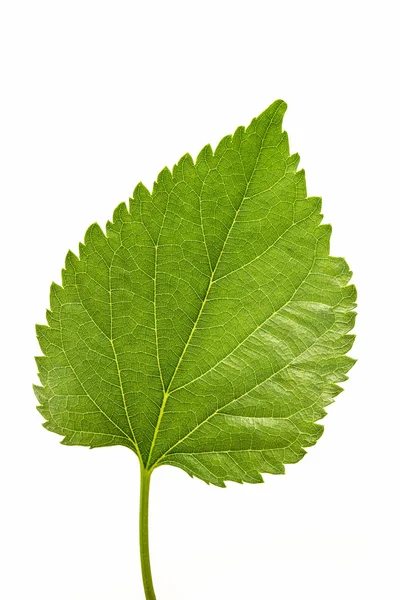 흰 배경의 푸른 잎 — 스톡 사진