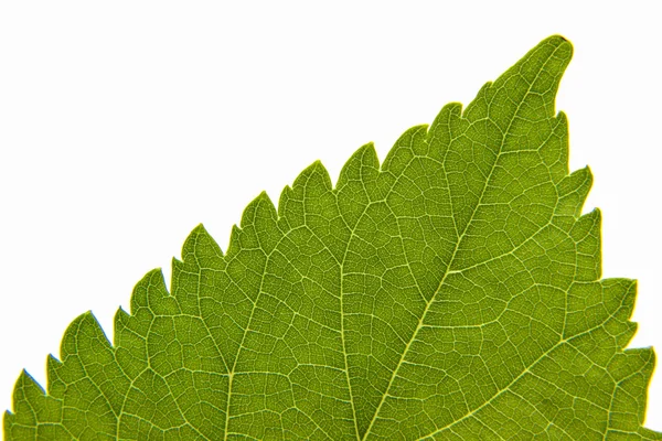 Зеленый лист на белом фоне — стоковое фото