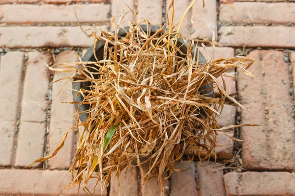 Planta seca — Fotografia de Stock