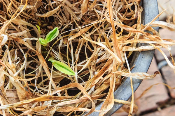 말린 식물 가운데 성장 하는 젊은 식물 — 스톡 사진