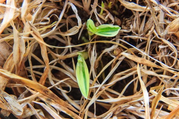 在干植物中生长的幼苗 — 图库照片