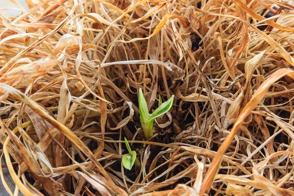 Jonge plant groeit onder gedroogde plant — Stockfoto