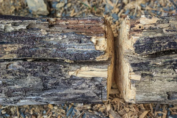 Cortar el árbol — Foto de Stock