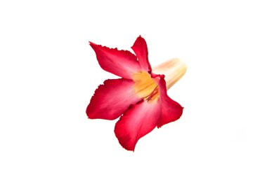 Beyaz arka plan üzerinde izole Adenium obesum çiçek