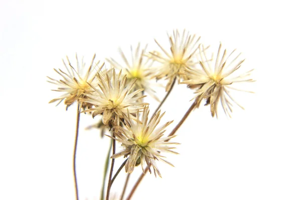 Herbe sèche fleur sur fond blanc — Photo