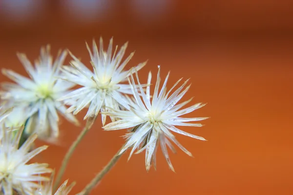 Herbe sèche fleur — Photo