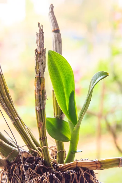젊은 난초 식물 성장 — 스톡 사진