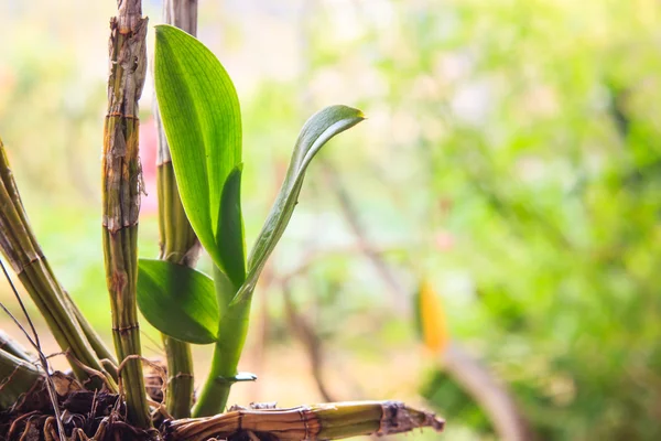 Planta jovem do orchid que cresce — Fotografia de Stock