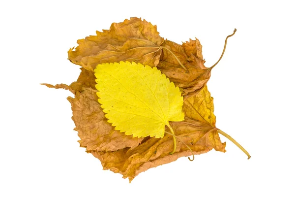 Сухе листя на білому тлі — стокове фото