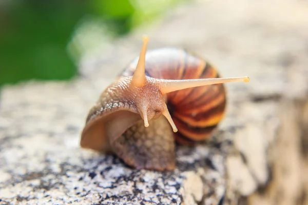 Nahaufnahme einer Schnecke — Stockfoto