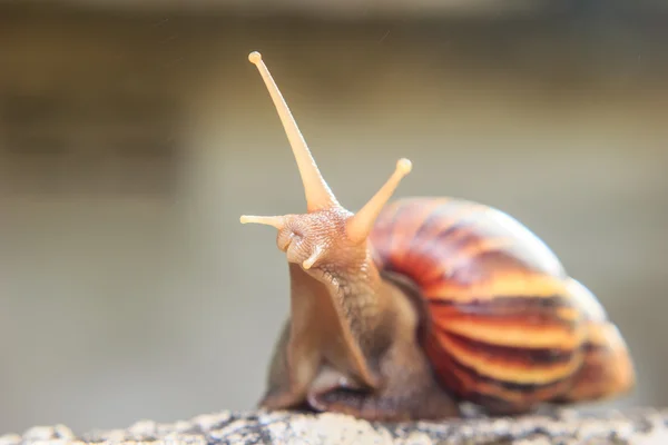 Nahaufnahme einer Schnecke — Stockfoto