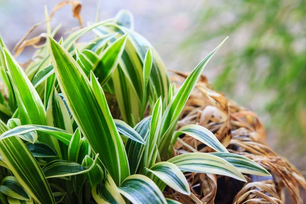 Cultivo de plantas jóvenes — Foto de Stock