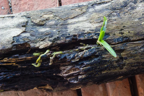 Jeune orchidée plante poussant sur bois — Photo