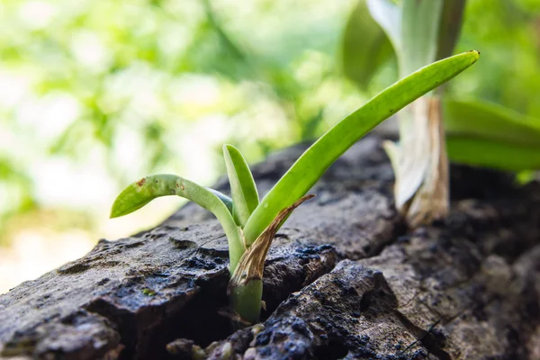 Jeune orchidée plante poussant sur bois — Photo