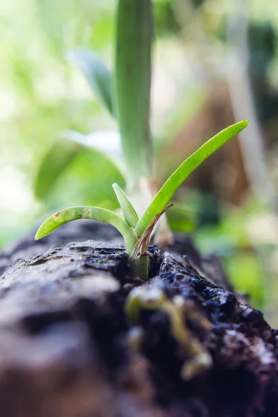 Planta joven de la orquídea que crece en madera —  Fotos de Stock