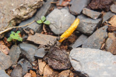 siyah karıncalar yiyecek taşıyan