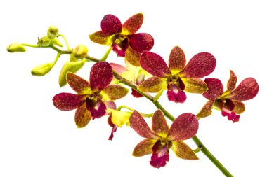 mor, sarı, beyaz arka plan üzerinde orkide