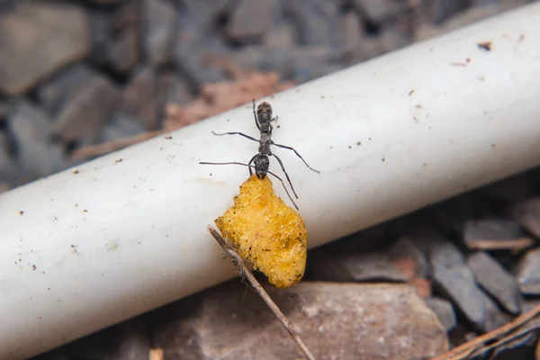 Zwarte mieren uitvoering van voedsel — Stockfoto