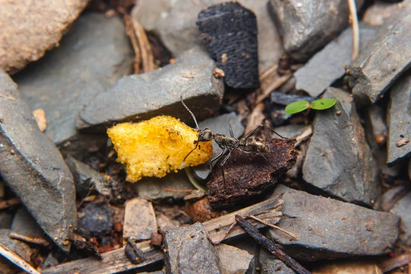 Černých mravenců, přepravující jídlo — Stock fotografie