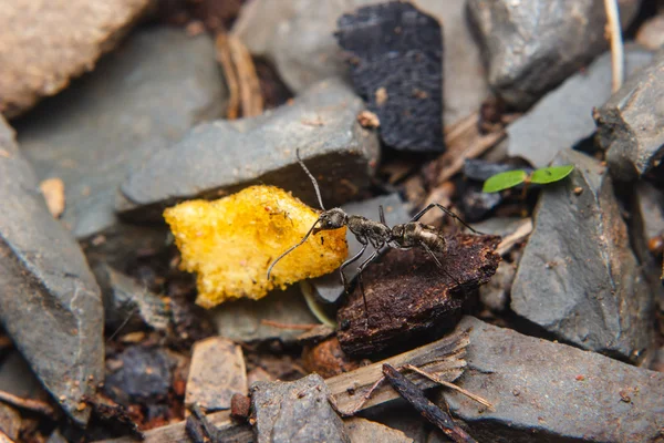 Formigas negras que transportam alimentos — Fotografia de Stock