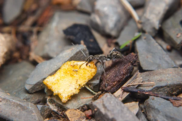 Formigas negras que transportam alimentos — Fotografia de Stock