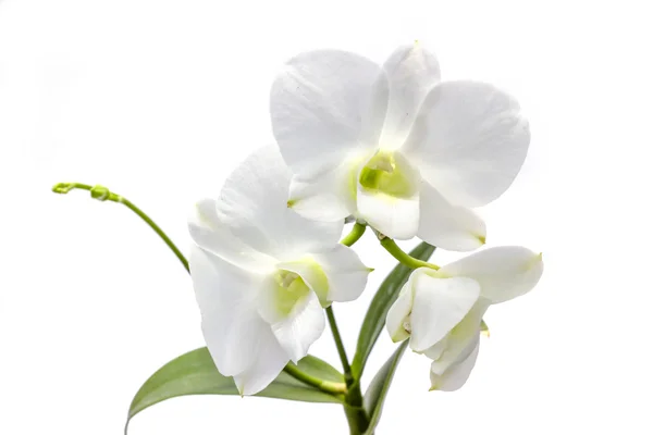 Orquídea blanca sobre fondo blanco — Foto de Stock