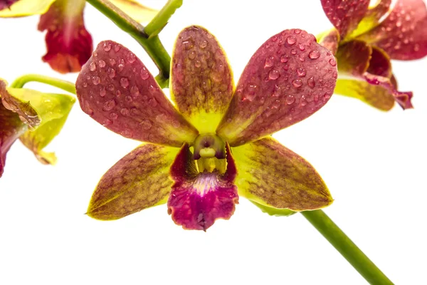 Purple and yellow orchid on white background — Stock Photo, Image