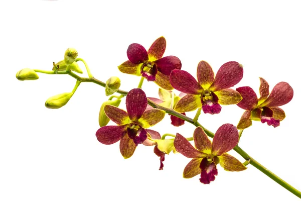 Mor, sarı, beyaz arka plan üzerinde orkide — Stok fotoğraf