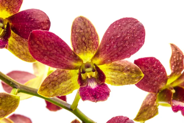 Purple and yellow orchid on white background — Stock Photo, Image