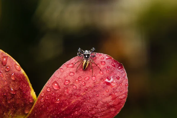 Pequena Aranha — Fotografia de Stock