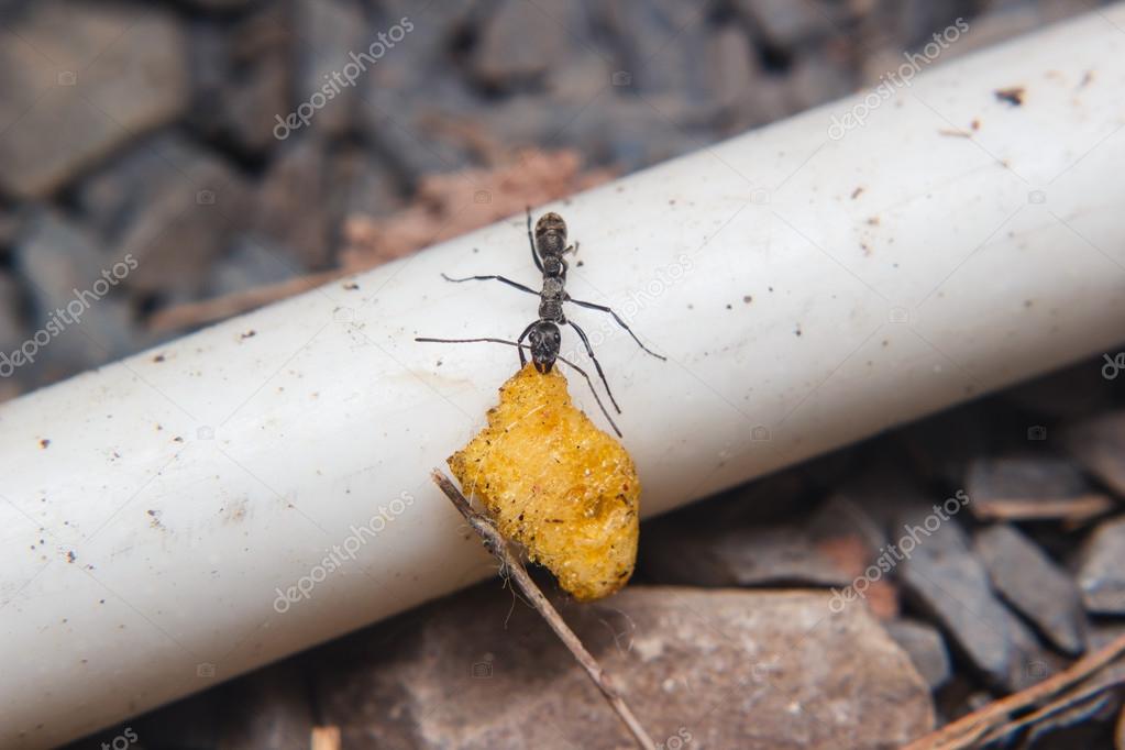 black Ants carrying food