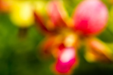 çiçek doğal arka plan bulanık