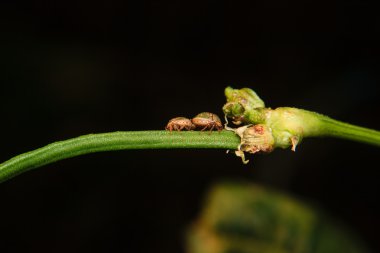 dalı, bir tür böcek böcek yetiştirme