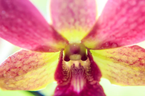 Çiçek doğal arka plan bulanık — Stok fotoğraf