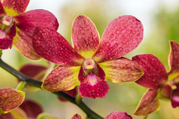 Purple and yellow orchid — Stock Photo, Image