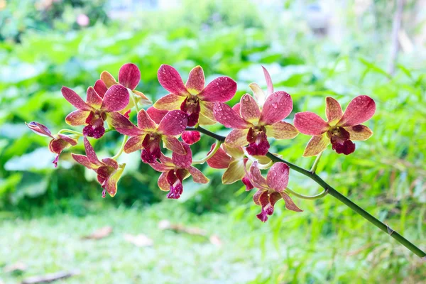 Purple and yellow orchid — Stock Photo, Image