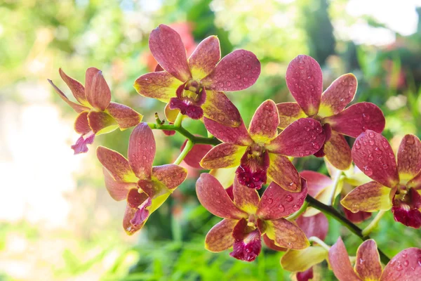Purple and yellow orchid — Stock Photo, Image