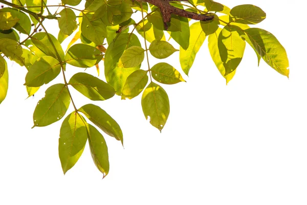 Beyaz arkaplanda yaprak