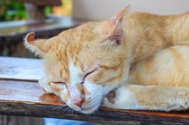 Uyuyan kedi