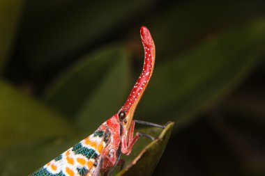Lanternfly böcek üzerinde yeşil yaprak