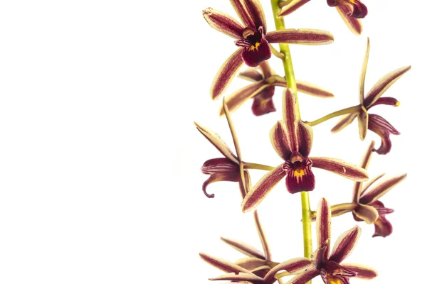 Orquídea púrpura sobre fondo blanco — Foto de Stock