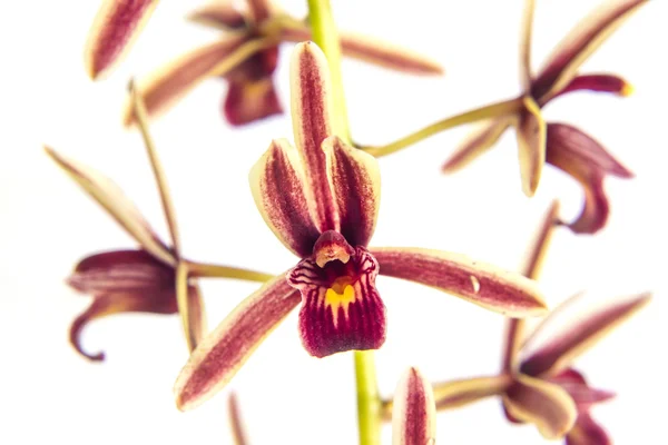 Orquídea púrpura sobre fondo blanco — Foto de Stock