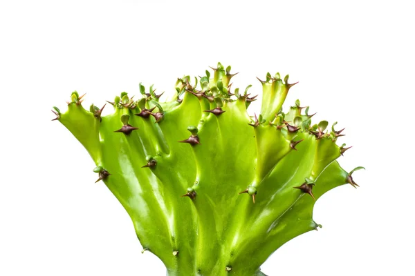 Kaktus izolowany na białym tle — Zdjęcie stockowe