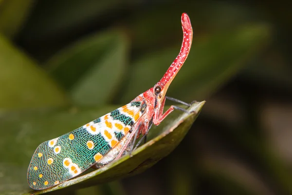 Lanternfly owadów na zielony liść — Zdjęcie stockowe