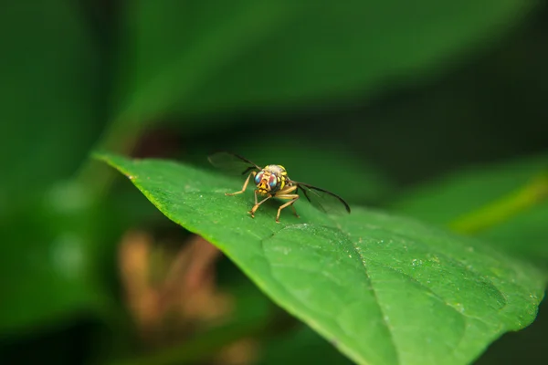 绿叶上的昆虫 — 图库照片