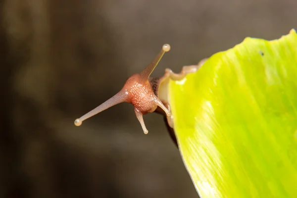 绿叶上的蜗牛 — 图库照片