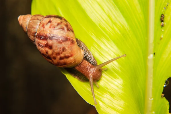 Schnecke auf grünem Blatt — Stockfoto